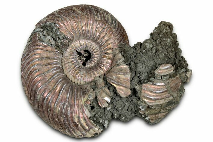 Iridescent, Pyritized Ammonite (Quenstedticeras) Fossil - Russia #336218